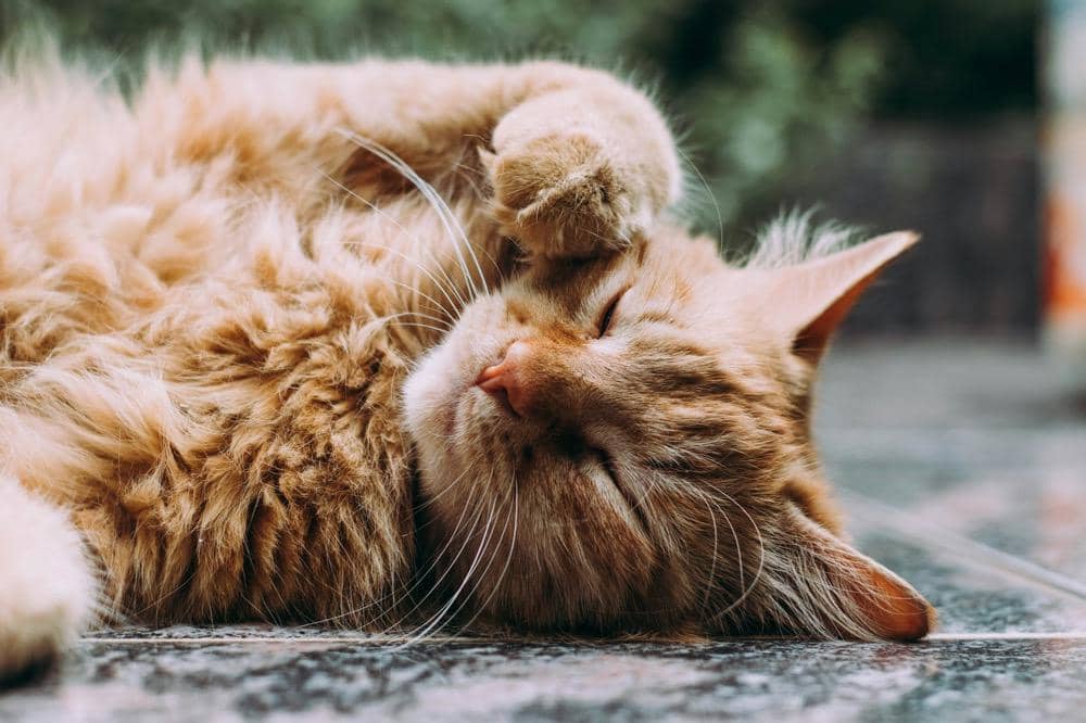 ilustrasi kucing berbaring di jalan