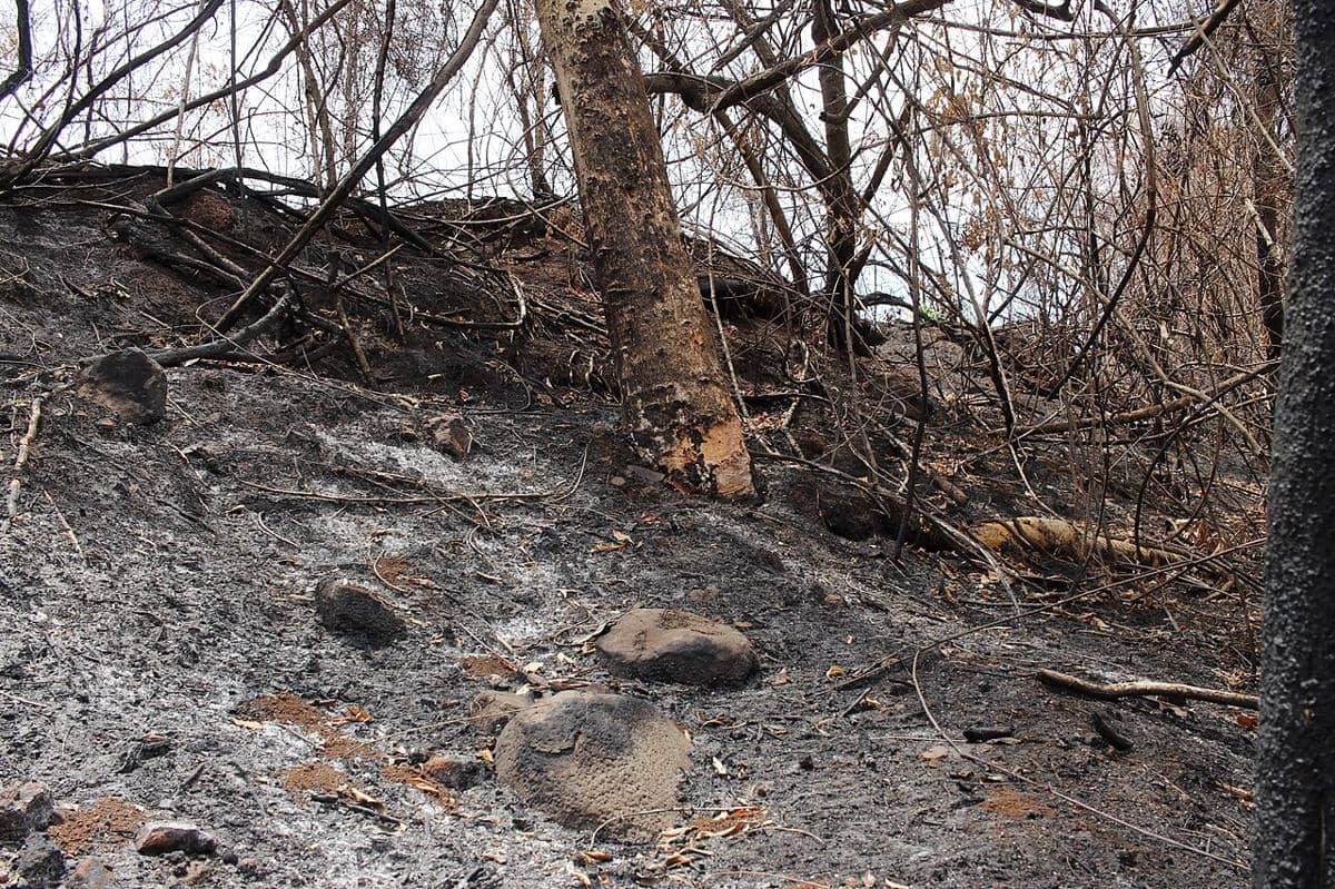 kondisi hutan gersang setelah kebakaran