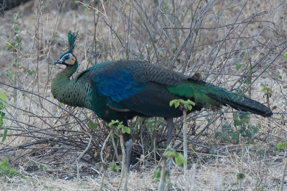 merak hijau