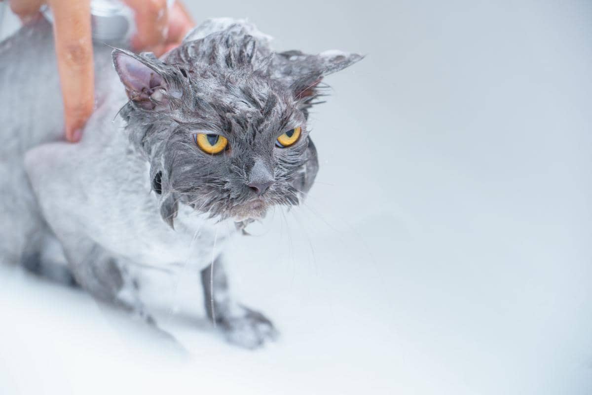 Kenapa Pupil Mata Kucing Bisa Berubah Bentuk?