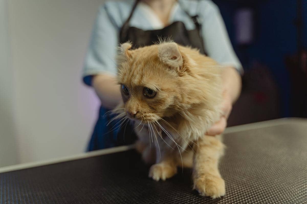 #SEO 5 Bahaya Kucing Bisa Terkena Panleu, Penyebab Kematian Mendadak