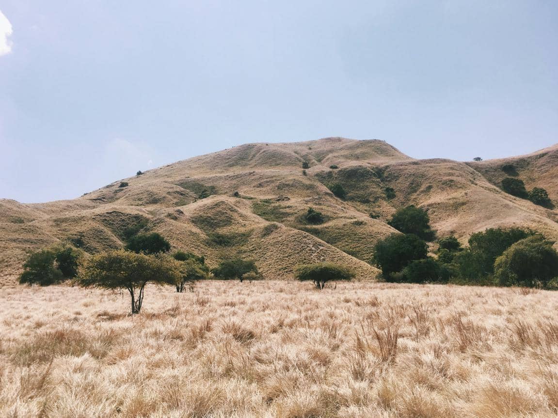 ilustrasi panorama padang savana 