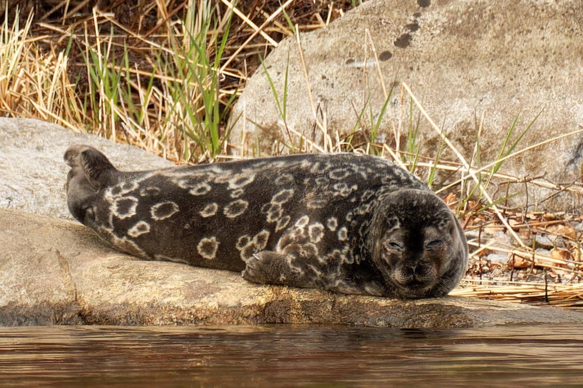 Saimaa ringed seal, anjing laut langka di Danau Saimaa