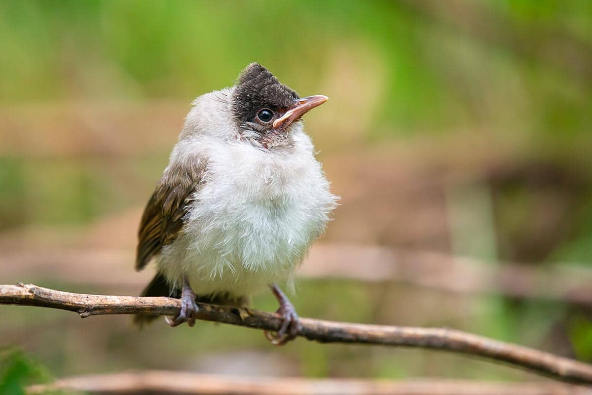burung kutilang