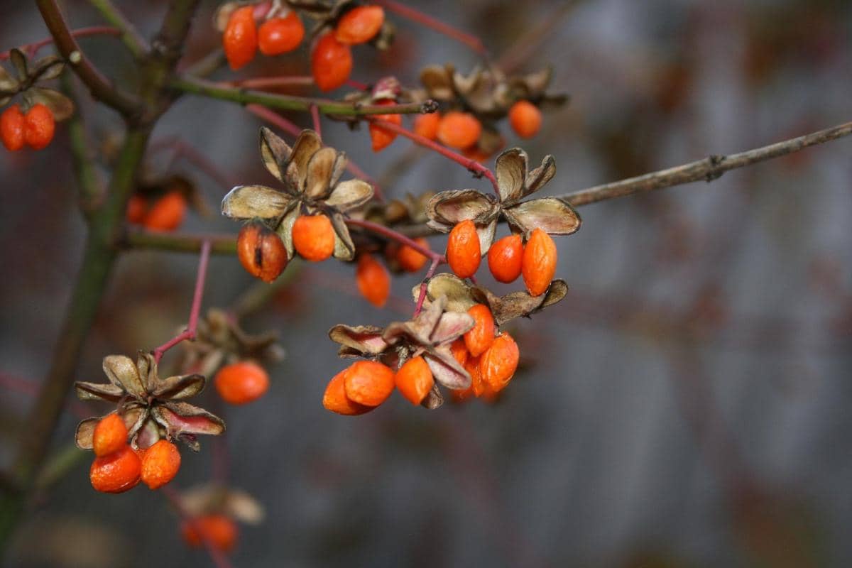 ilustrasi tanaman goji berry