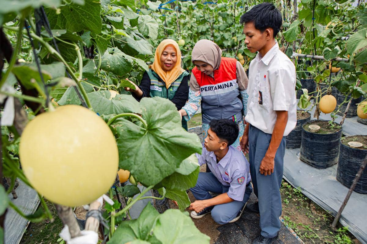 Pasca Bencana, Wisata Petik Melon dan Kafe Inklus Aceh Tamiang Buka Kembali
