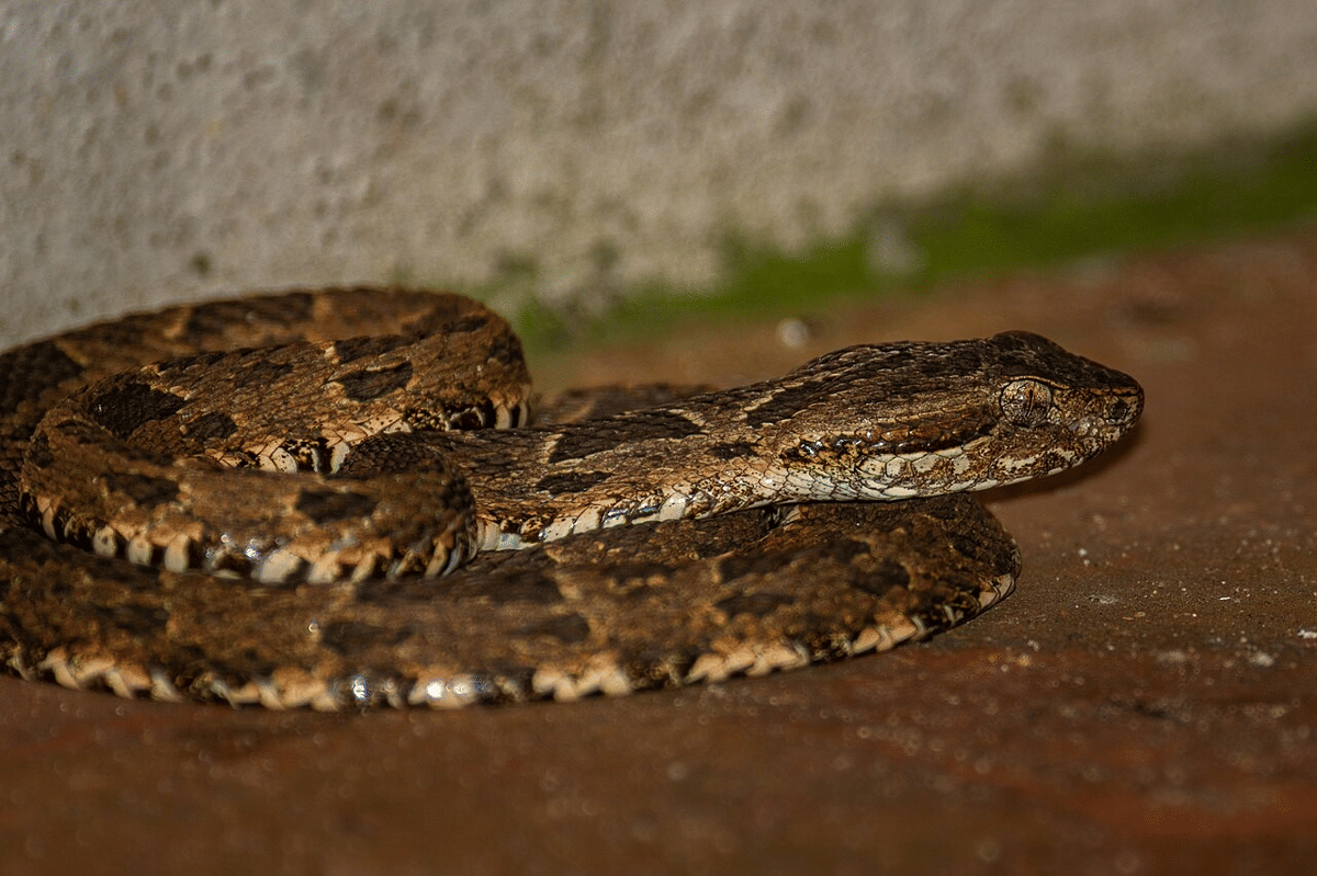 Apakah Ular Viper Agresif? Ini Fakta dan Penjelasannya