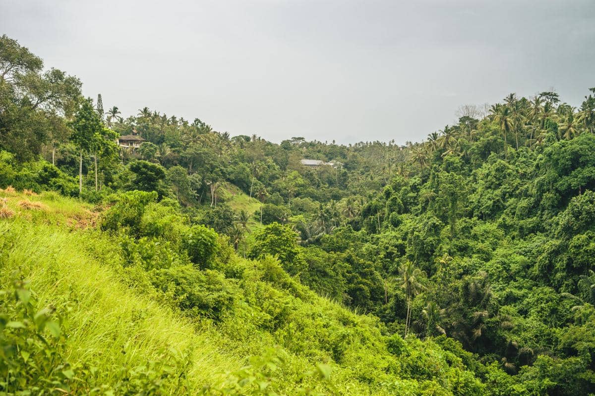 ilsutrasi hutan 