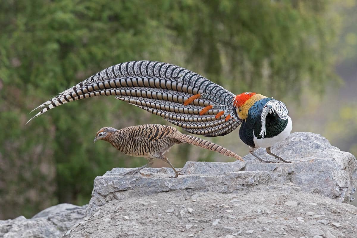 jantan dan betina Lady Amherst’s Pheasant