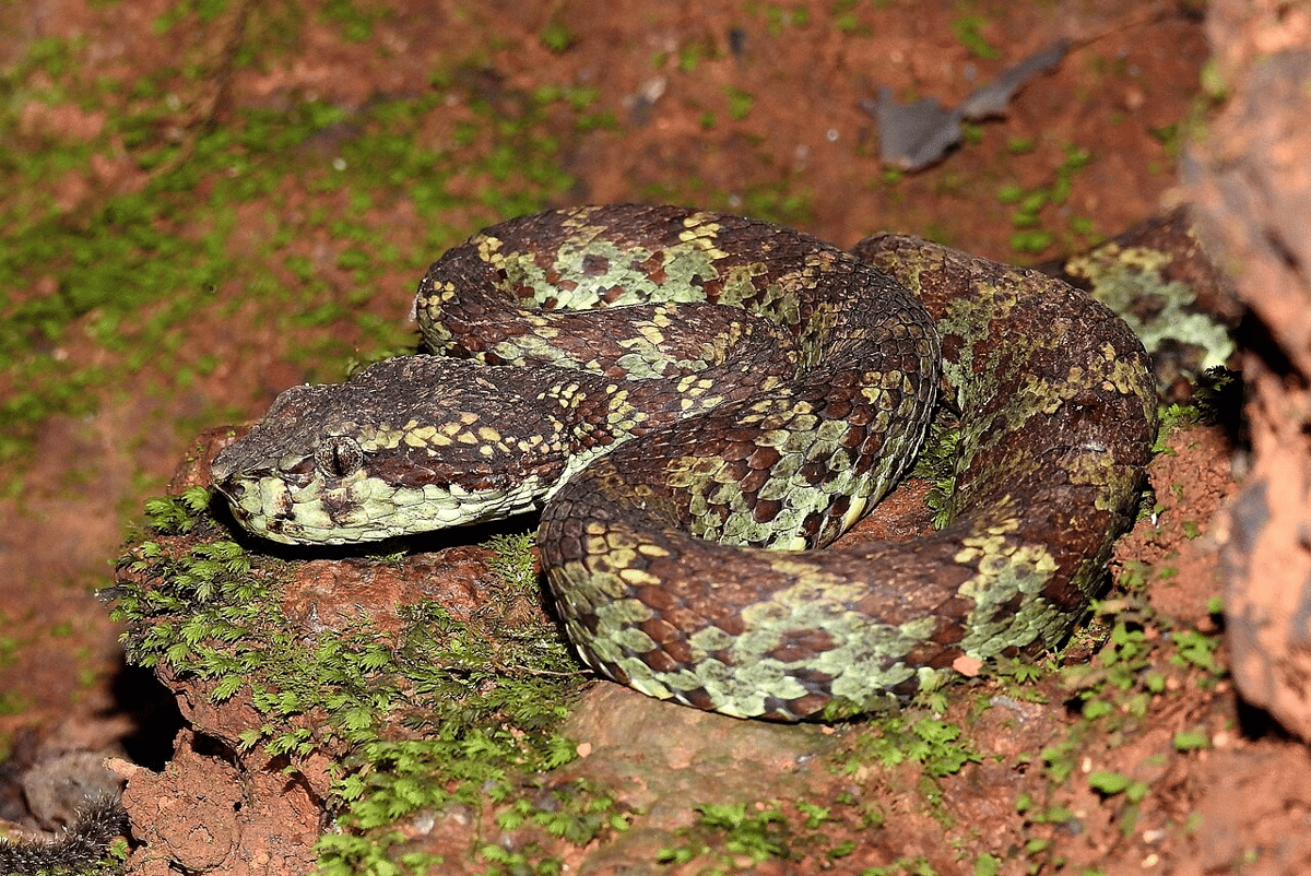 ilustrasi ular viper
