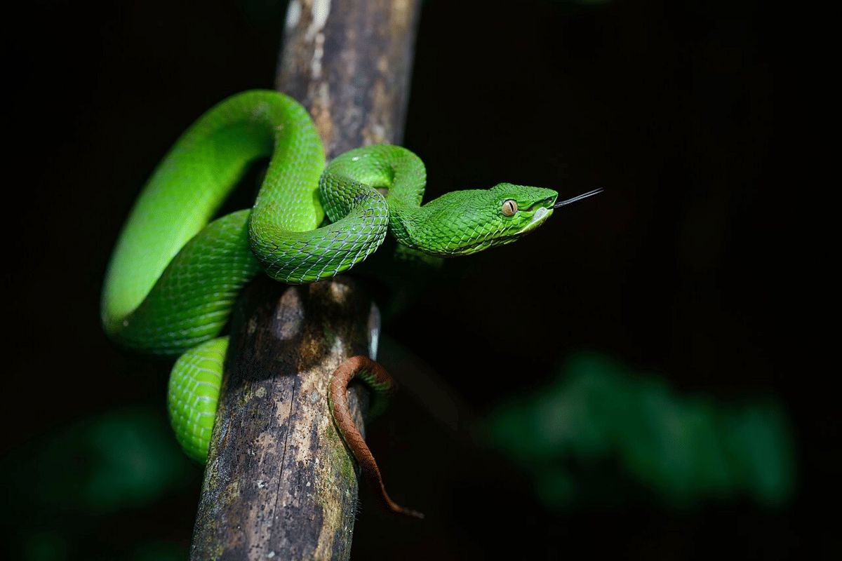 ilustrasi ular viper