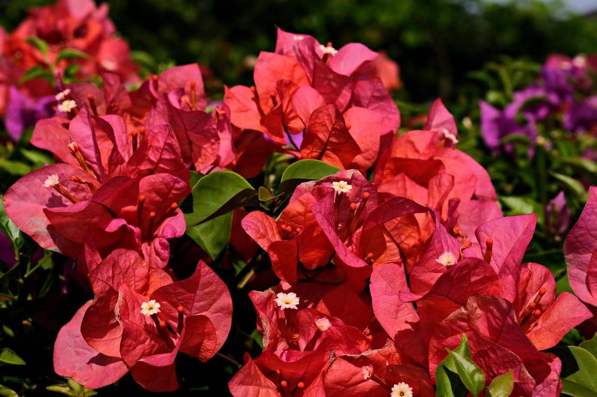 ilustrasi bougainvillea
