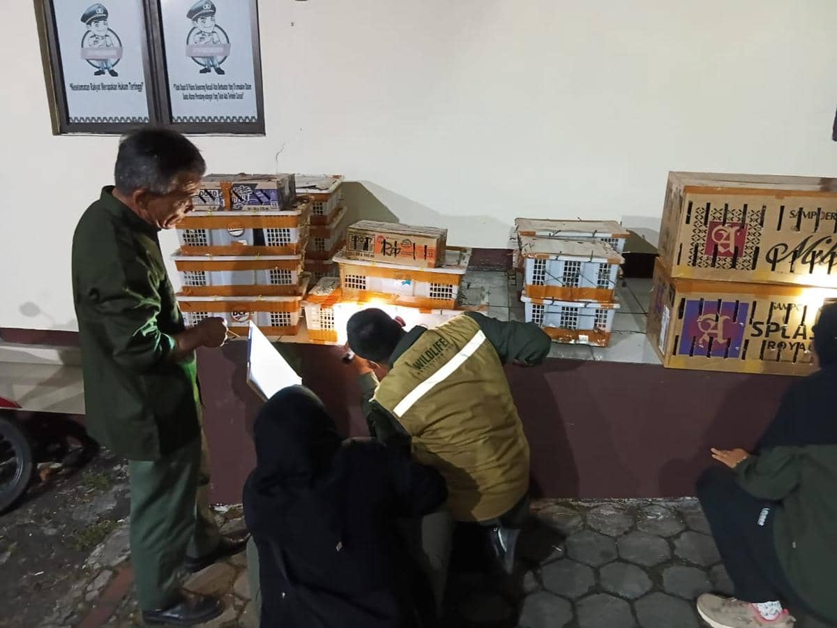 Terendus K9, 991 Ekor Burung Liar Dalam Bagasi Bus Disita di Bakauheni