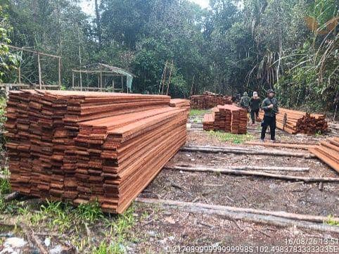 Bongkar Pembalakan Liar di Riau, Kemenhut Tetapkan Enam Tersangka