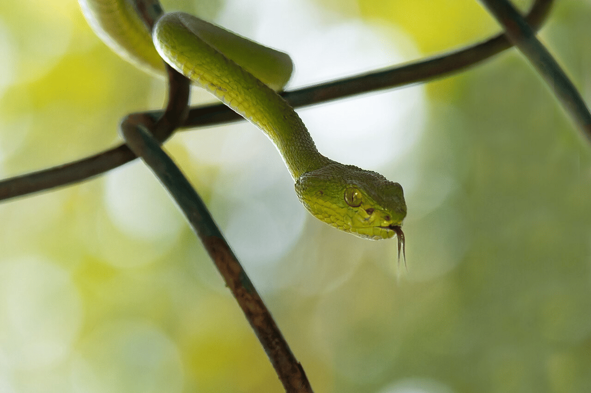 ilustrasi ular viper