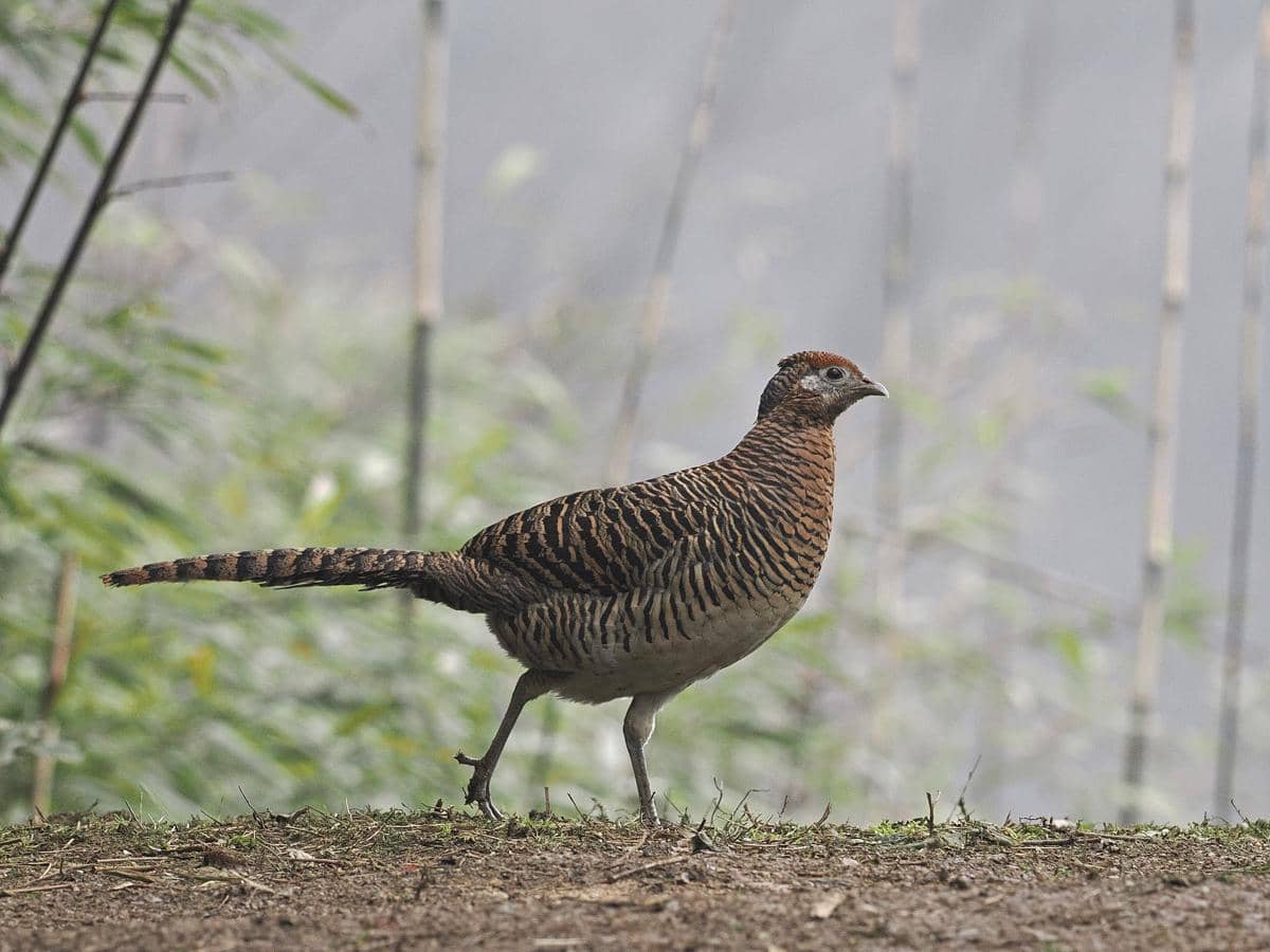 Lady Amherst’s Pheasant