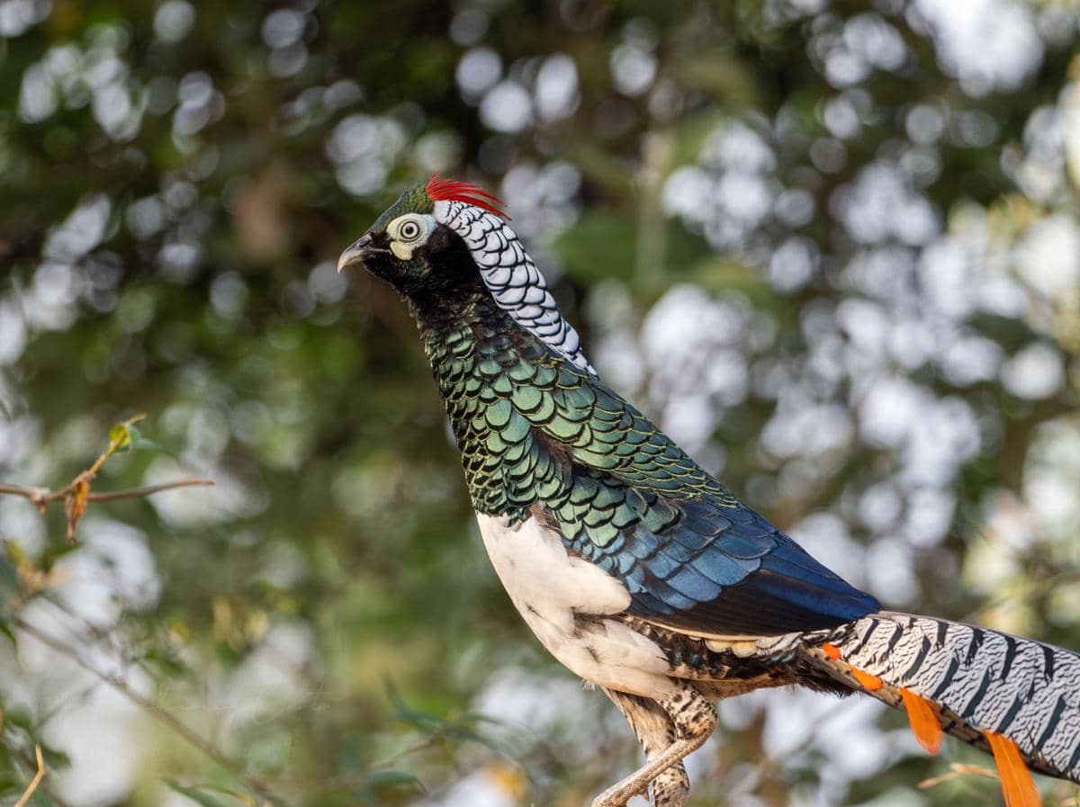 Lady Amherst’s Pheasant