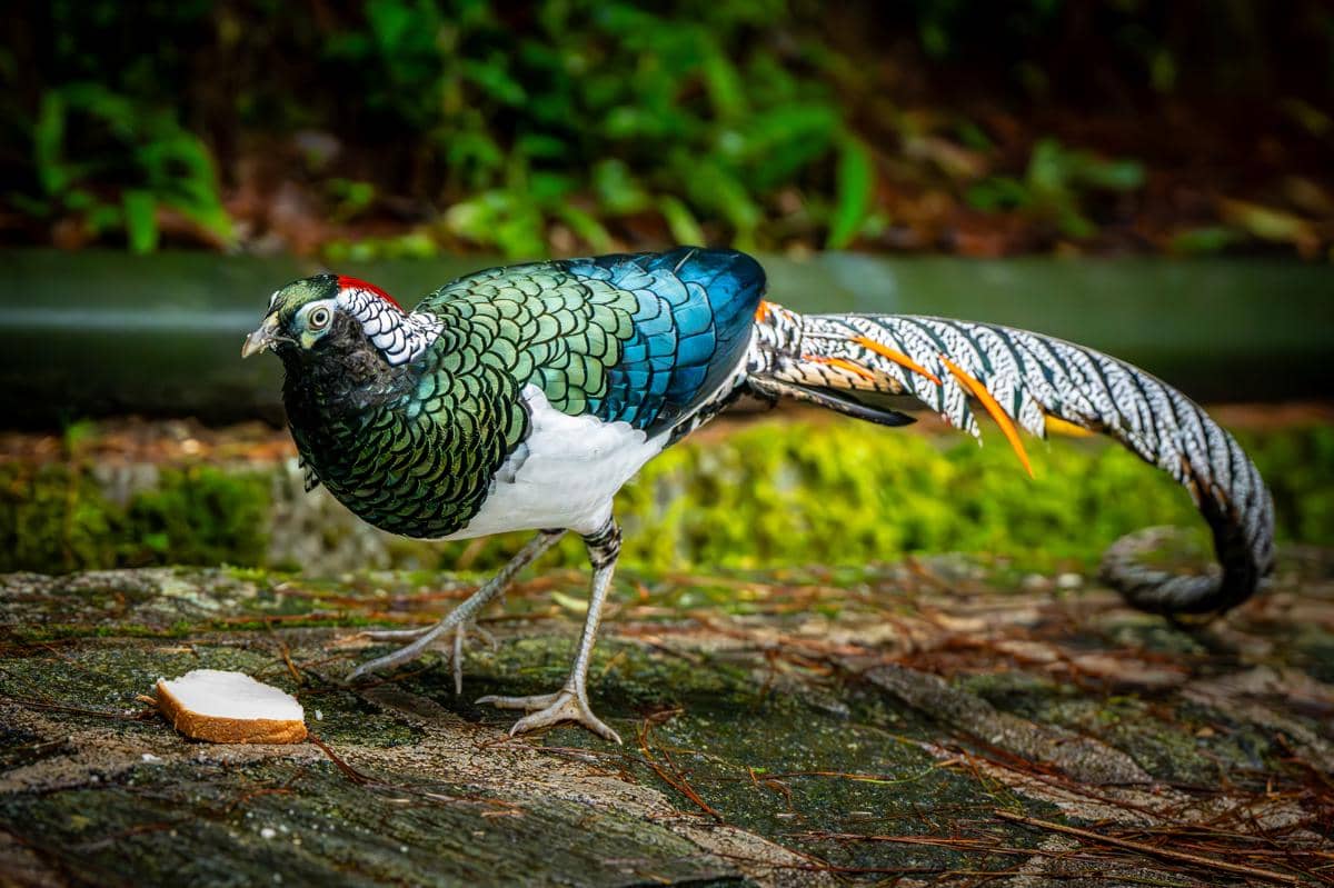 5 Fakta Lady Amherst’s Pheasant, Burung Eksotis dari Pegunungan Asia