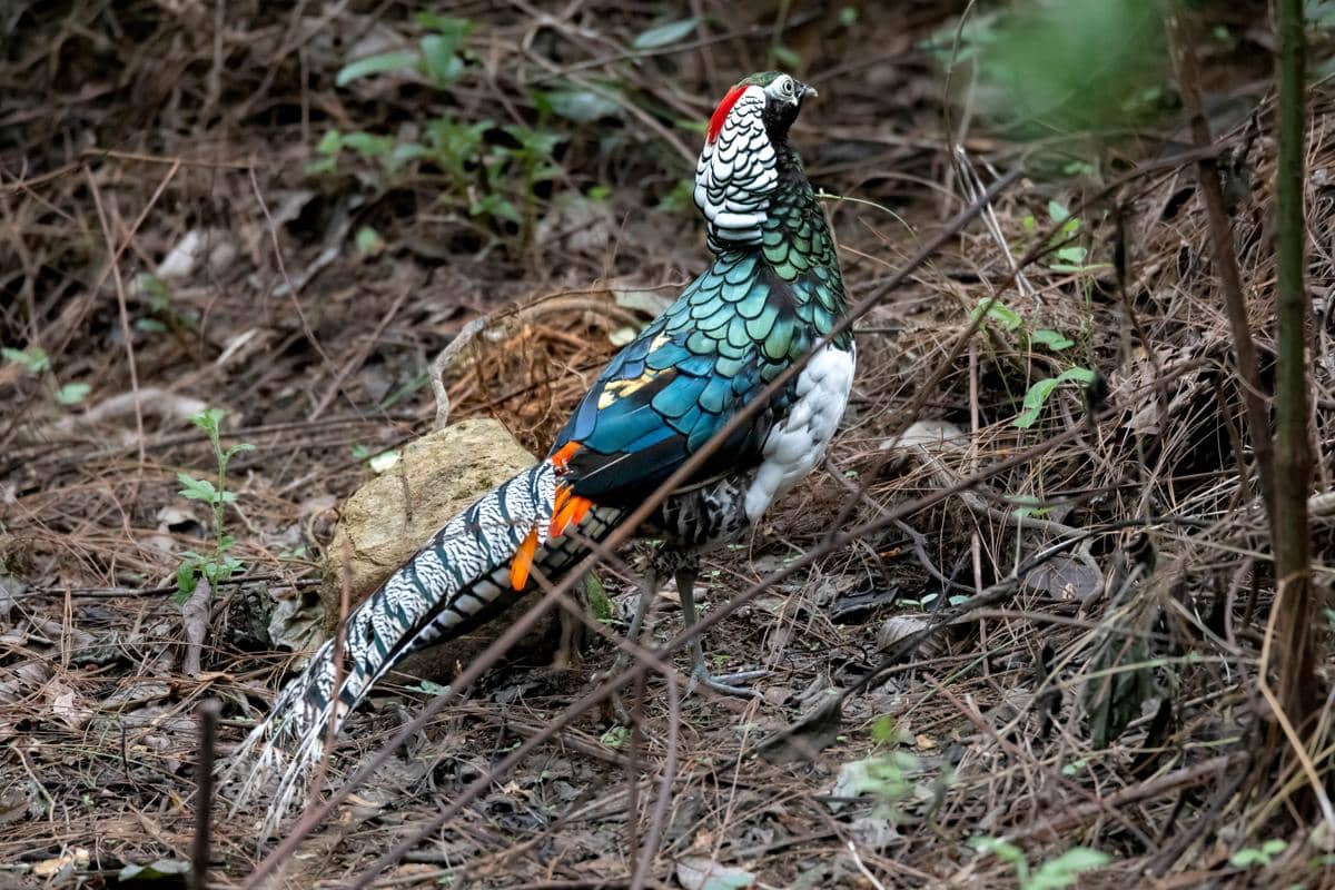 Lady Amherst’s Pheasant