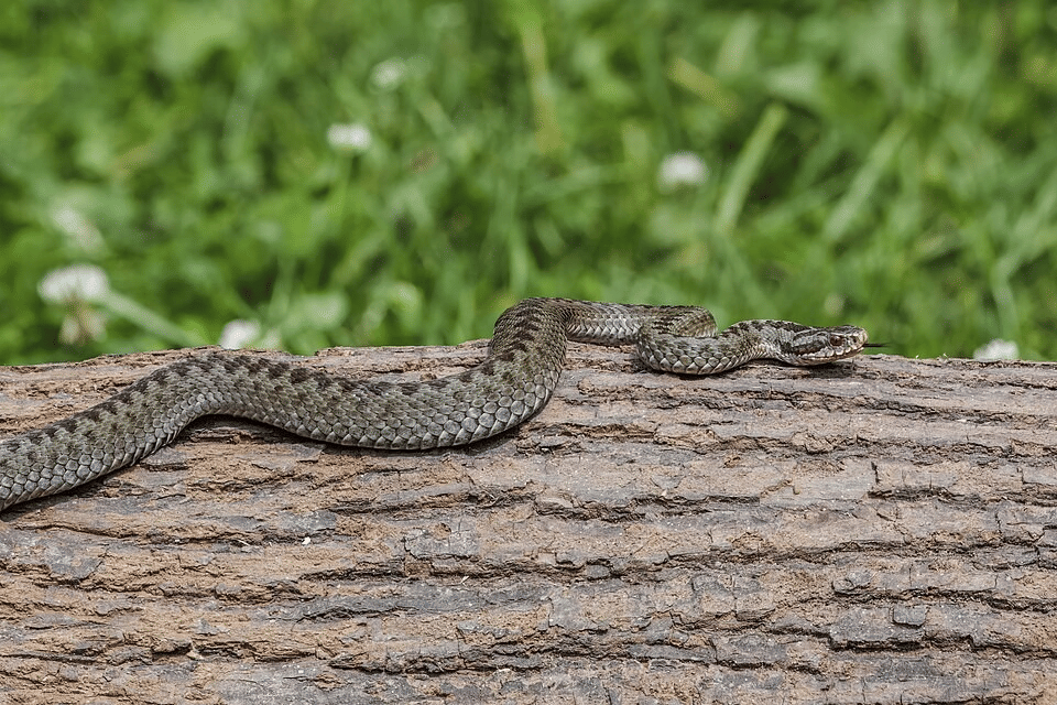 ilustrasi ular viper