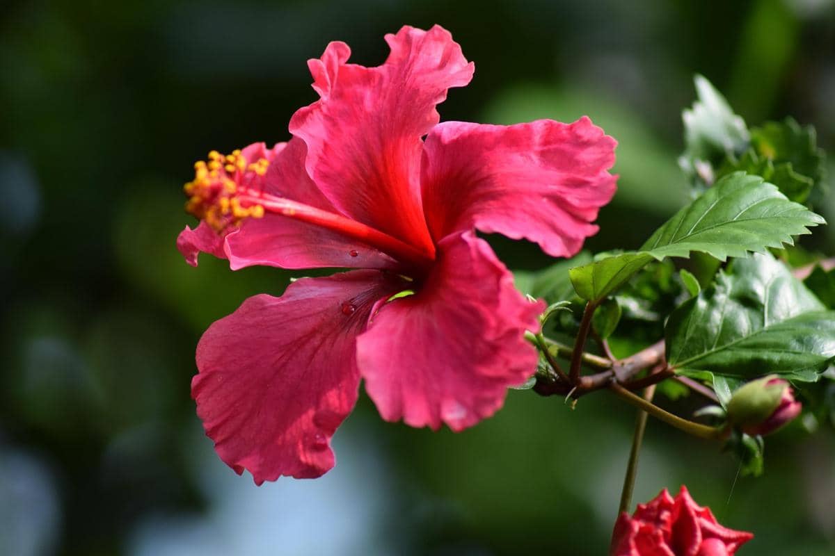 5 Tanaman Bunga Tahan Panas dan Hujan yang Indah Memikat