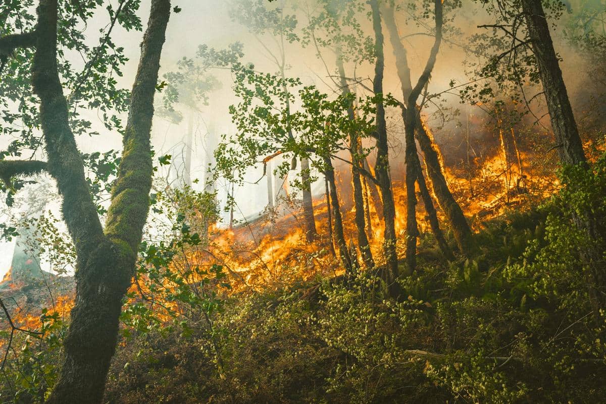 ilustrasi kebakaran hutan