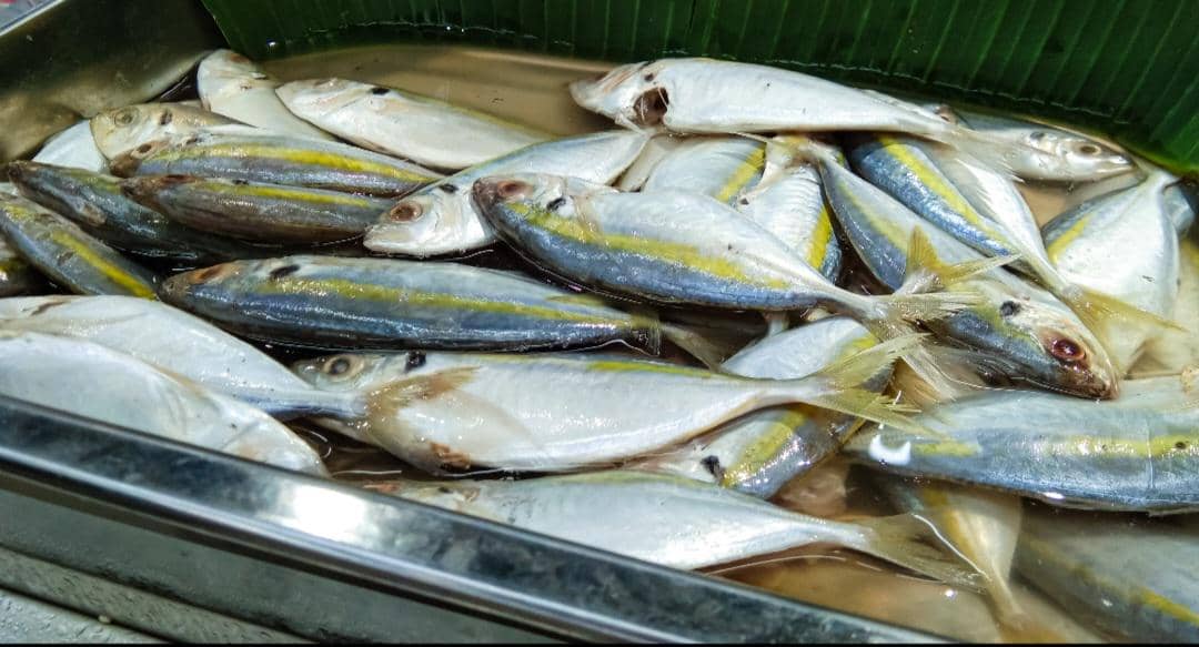 ilustrasi ikan kembung (vecteezy.com/Eko Sugihartanto)