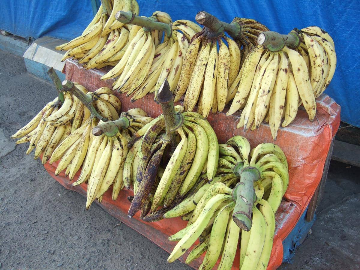 ilustrasi pisang tanduk