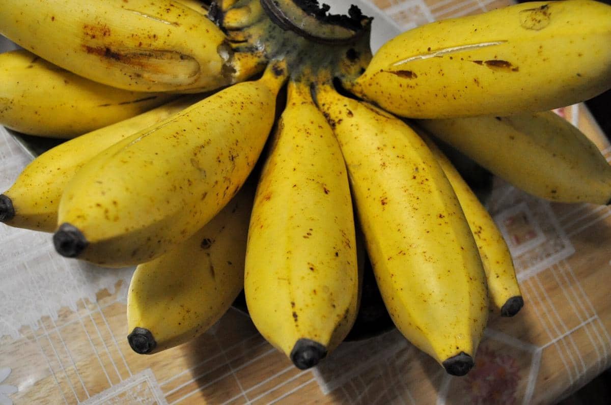 ilustrasi pisang raja
