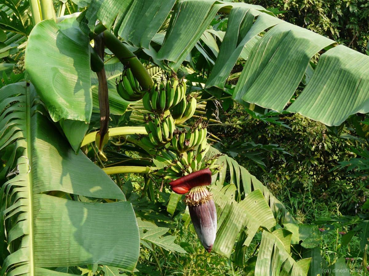 ilustrasi pisang nangka