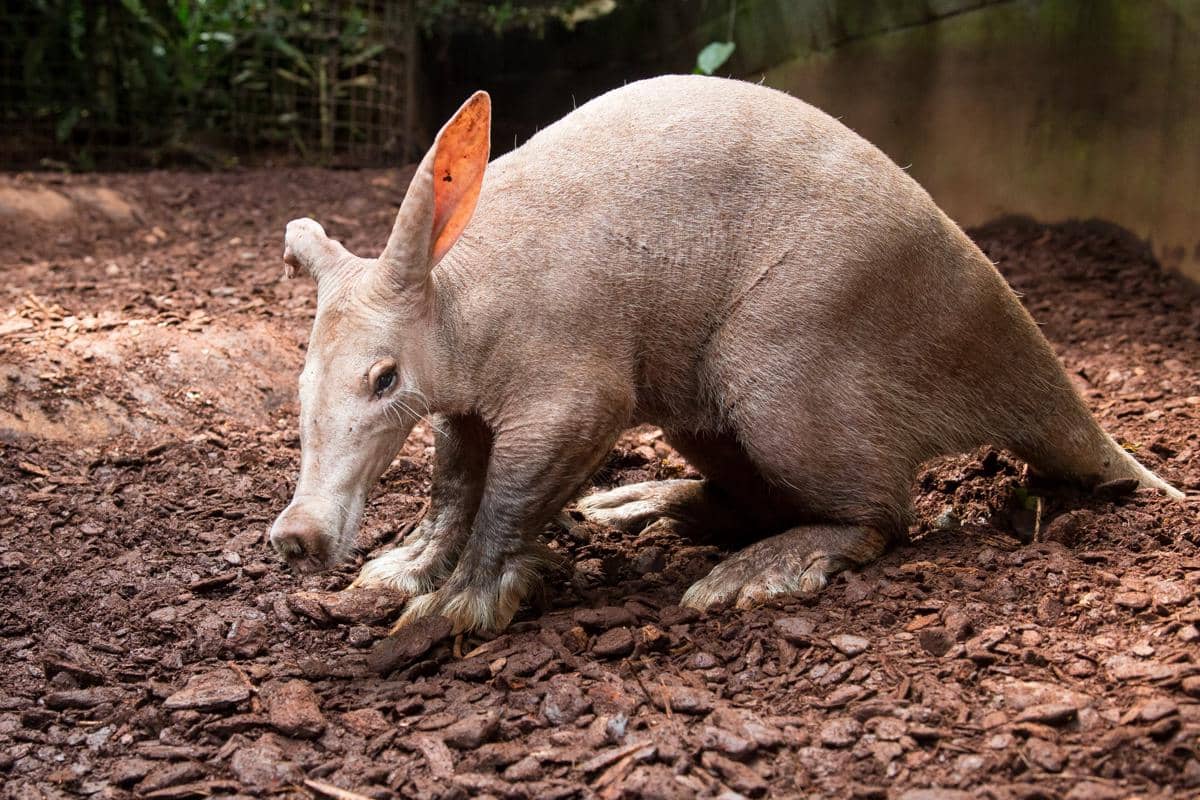 aardvark
