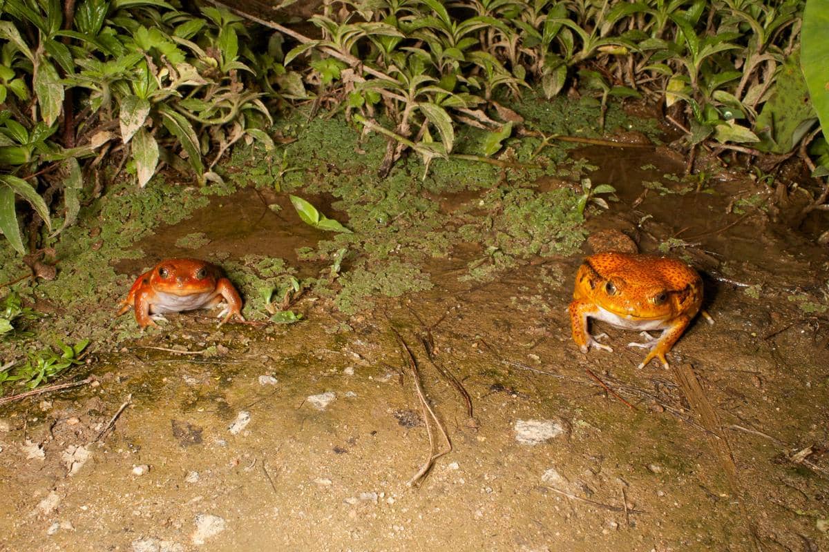 katak tomat