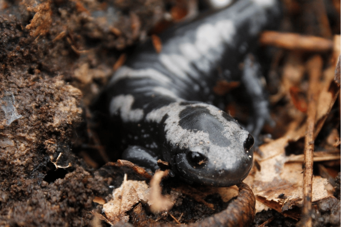 marbled salamander