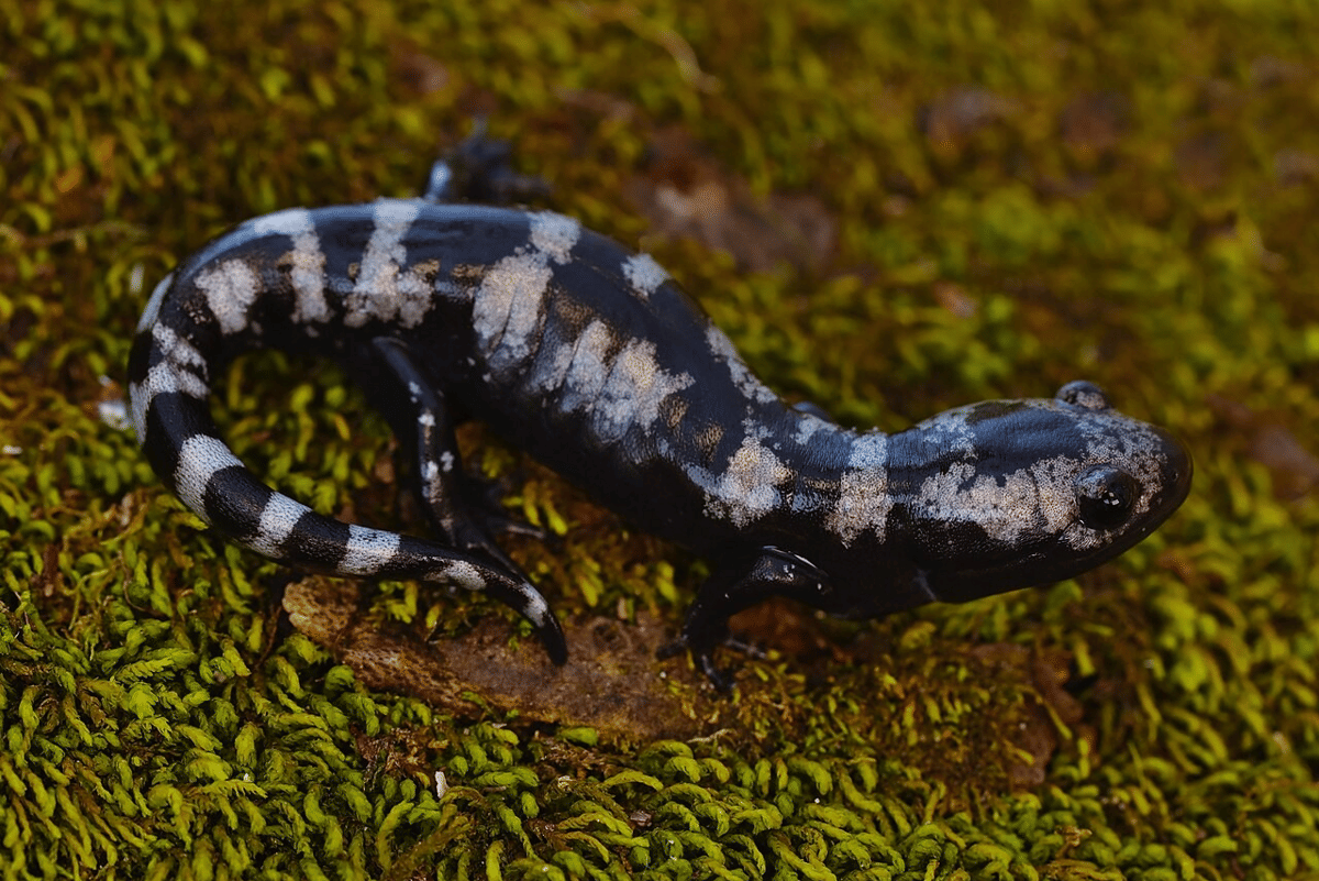 marbled salamander