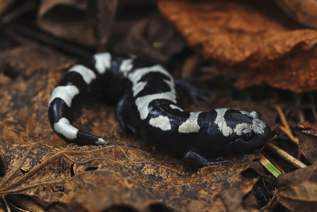 5 Fakta Unik Marbled Salamander, Bercahaya Di Bawah Sinar UV