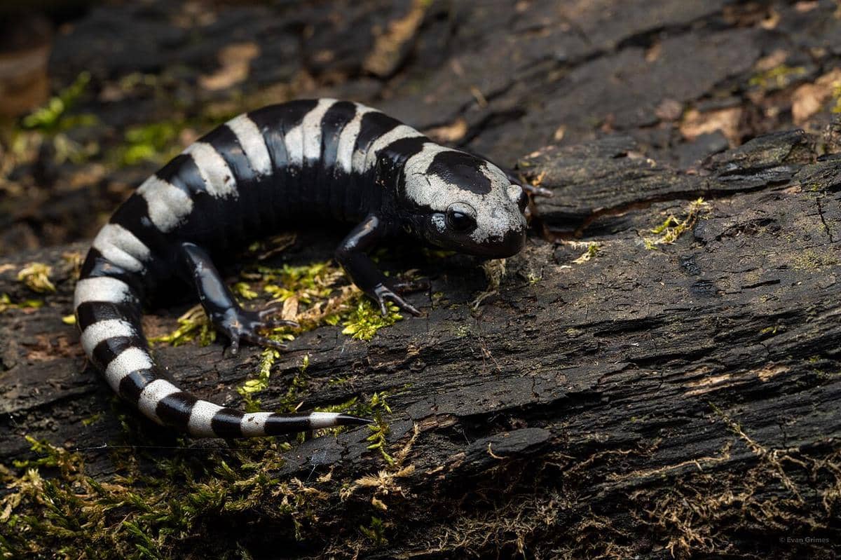 marbled salamander