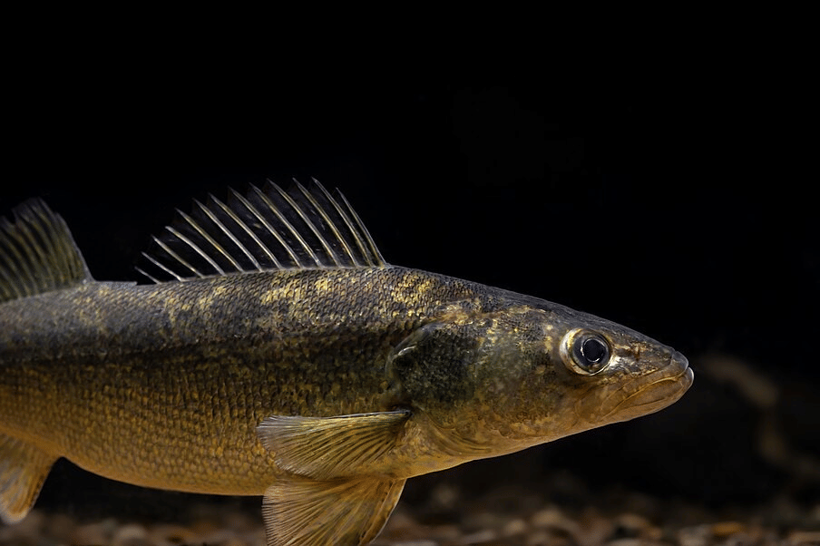 walleye