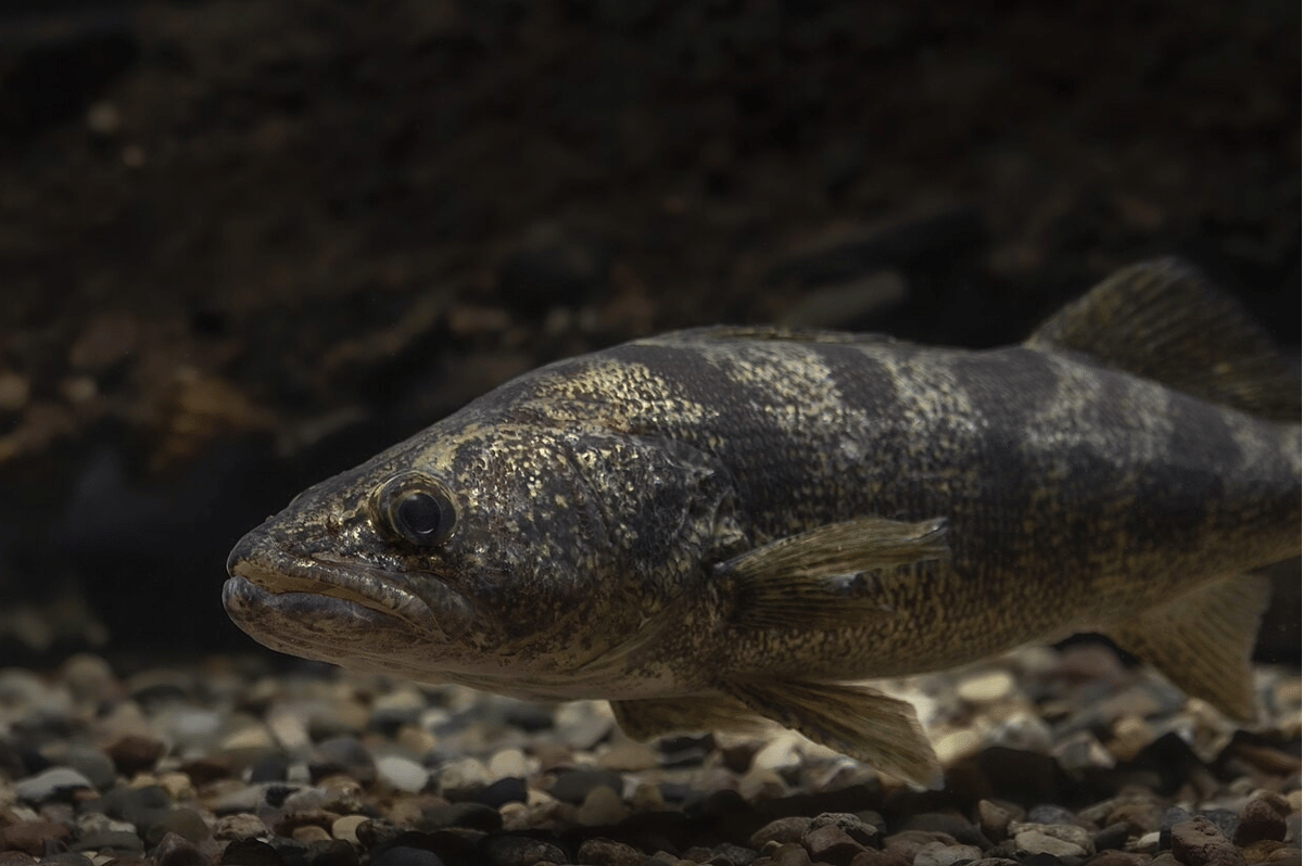 5 Fakta Menarik Walleye, Bisa Dipancing Pada Malam Hari