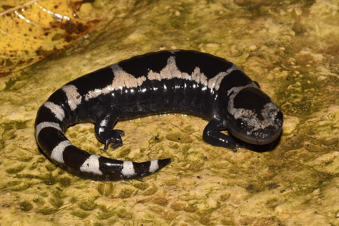 marbled salamander