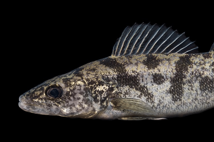 walleye