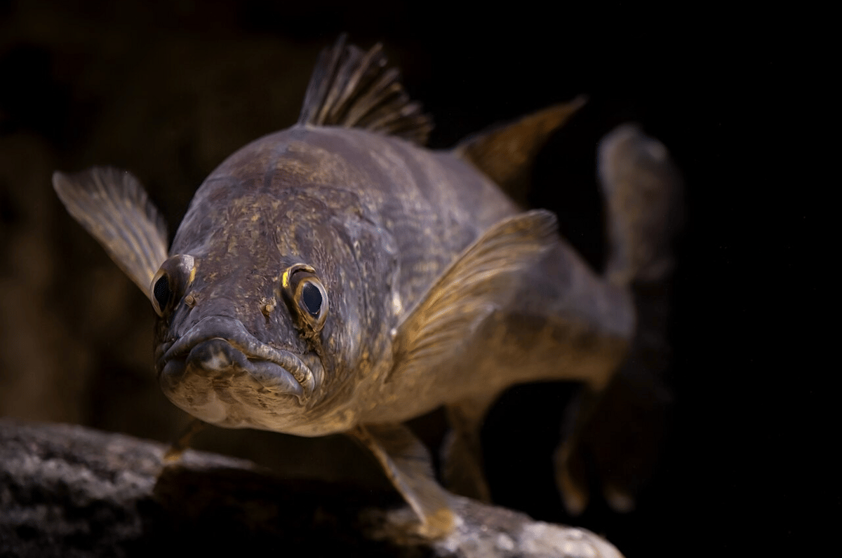 walleye