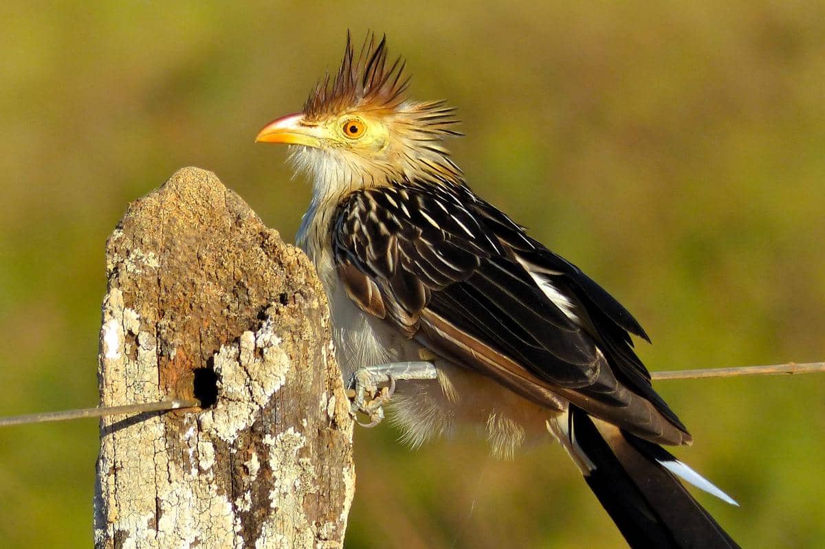 7 Fakta Kangkok Guira, Burung Nyentrik yang Suka Kumpul-Kumpul