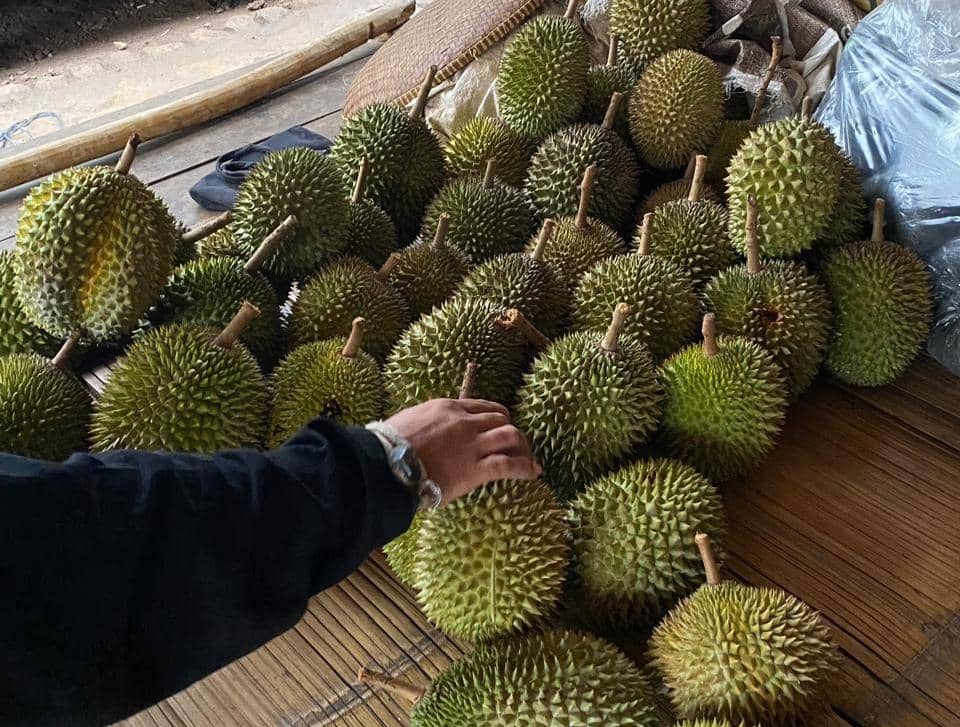 Musim Durian di Baduy Menggila, Pedagang Raup hingga Rp10 Juta Sehari