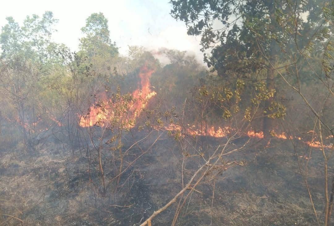Lahan seluas 673,4 hektare terdampak karhutla di Taman Nasional Way Kambas, petugas gabungan terus berupaya melakukan pemadaman, Kelurahan K