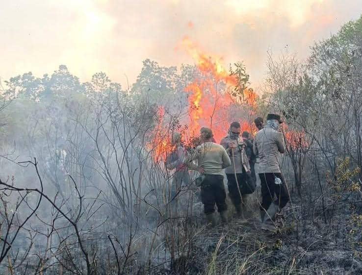 BNPB: 673 Hektare Kawasan Taman Nasional Way Kambas Terbakar