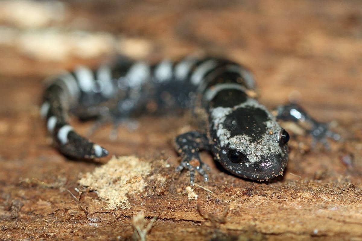 marbled salamander