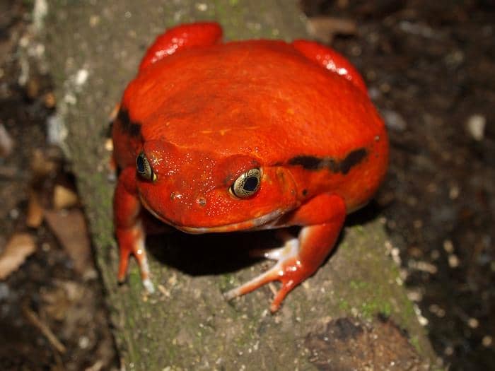 katak tomat