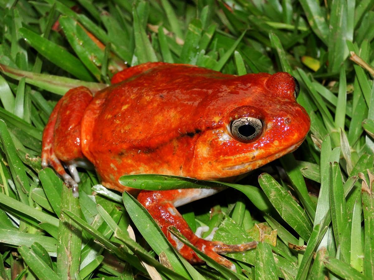 5 Fakta Katak Tomat, Spesies Unik Endemik Madagaskar