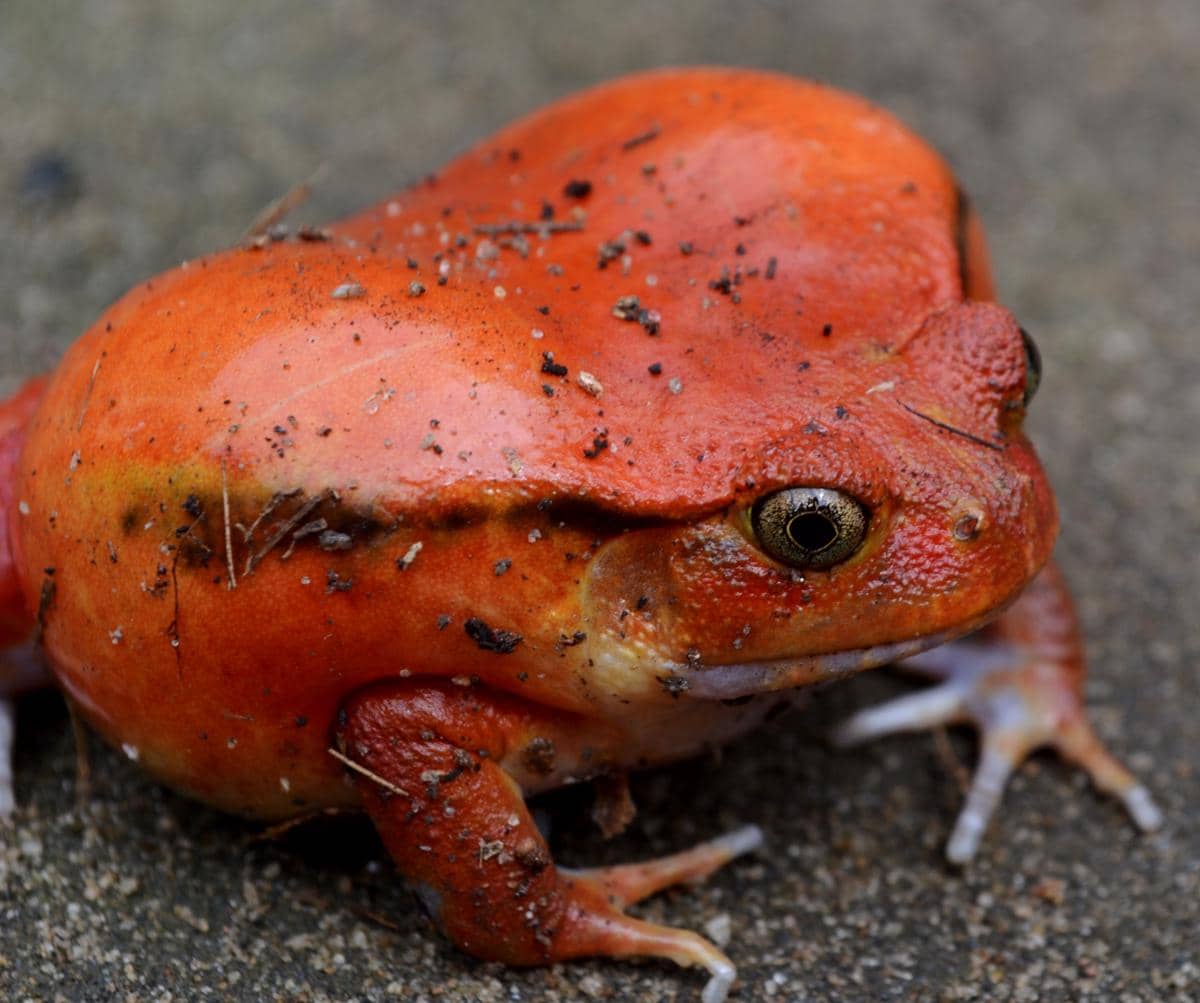katak tomat