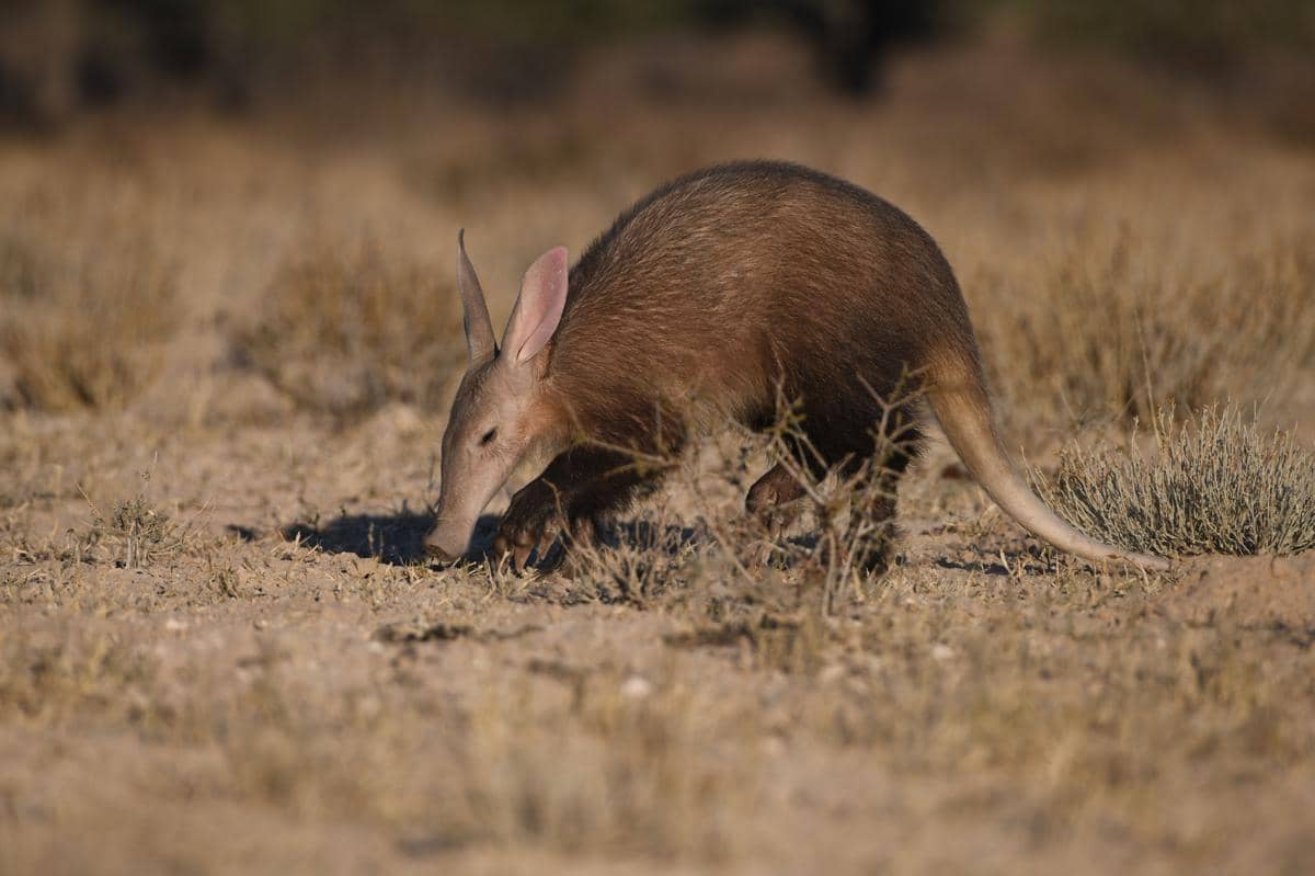 aardvark